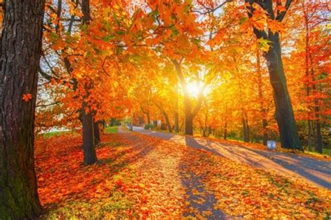 Обрезка живой изгороди уход за кустарниками стрижка кустарников